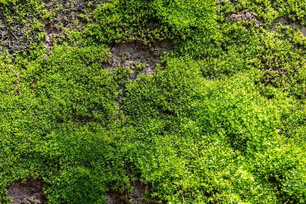 Fundo de musgo verde sulcado na natureza