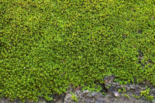 Fundo de musgo verde sulcado na natureza