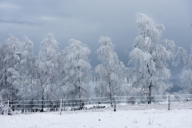 Fundo de Natal com árvores nevadas