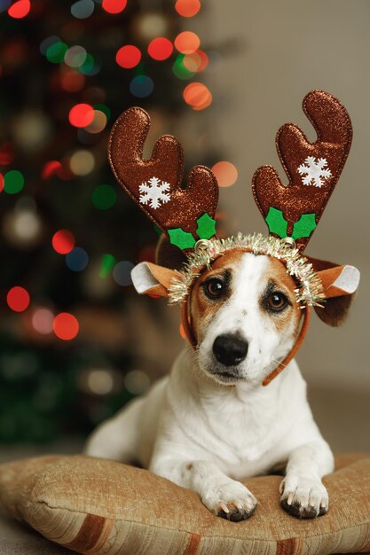 Fundo de natal com cachorro jack russell no chapéu de festa. conceito de férias de ano novo.