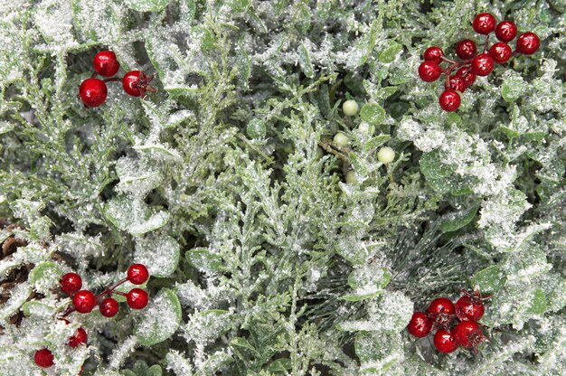 Fundo de Natal com galhos de pinheiro e decoração de frutas vermelhas