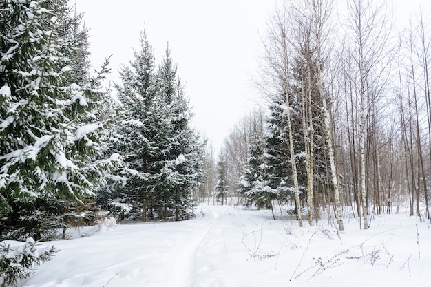 Fundo de Natal com pinheiros nevados. Árvores cobertas de neve na floresta. Paisagem de inverno.