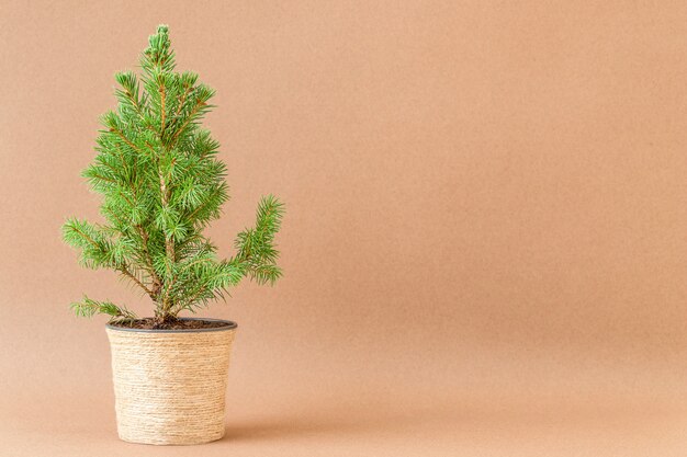 Fundo de Natal com uma pequena árvore de Natal em um vaso de flores na superfície marrom