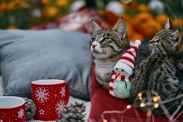 Fundo de natal com velas aconchegantes laranjas e gatos