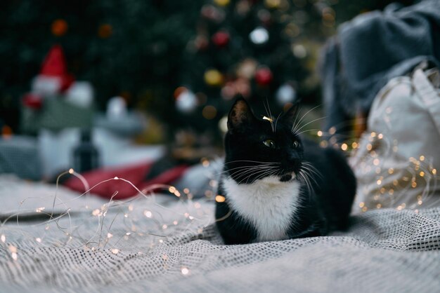 Fundo de natal com velas aconchegantes laranjas e gatos