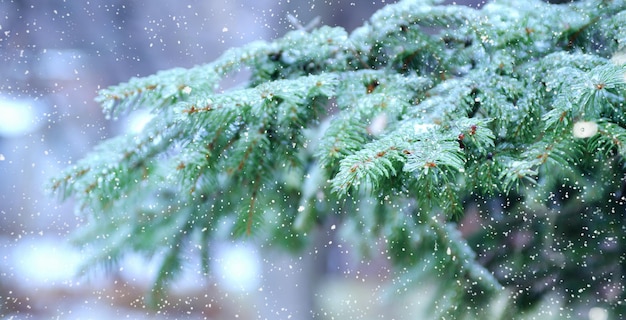 Fundo de natal de inverno com galho de abeto coberto de gelo em fundo desfocado durante a queda de neve