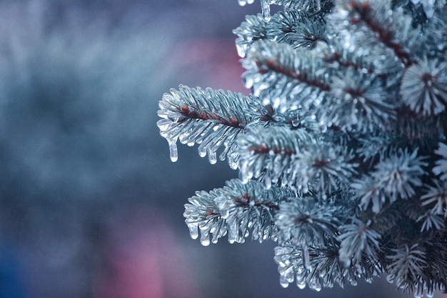 Fundo de Natal Ramos de pinheiro azul em gotas de orvalho congeladas