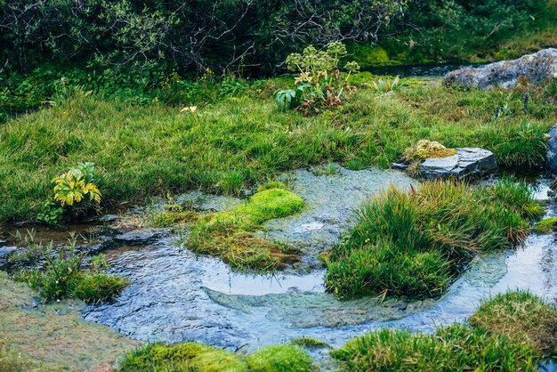 Fundo de natureza cênica com vegetação exuberante no riacho da pequena montanha.