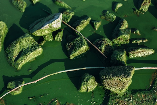 Fundo de natureza com água, pedras e flores de algas prejudiciais