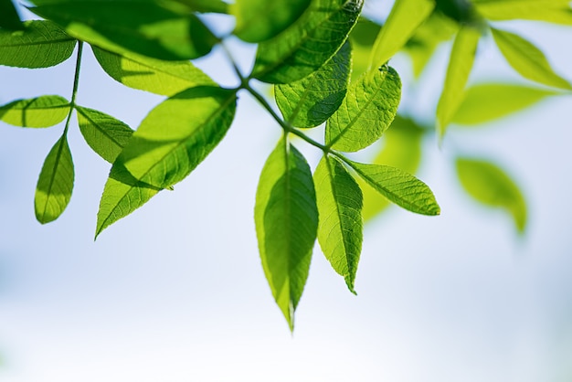 Fundo de natureza com folhas verdes