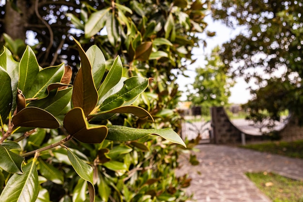 Fundo de natureza com galho de árvore e folhas