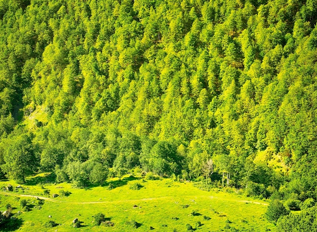 Fundo de natureza com paisagem de floresta verde