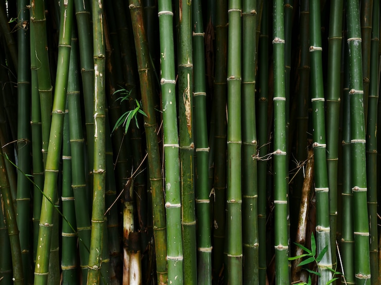fundo de natureza de árvore de bambu