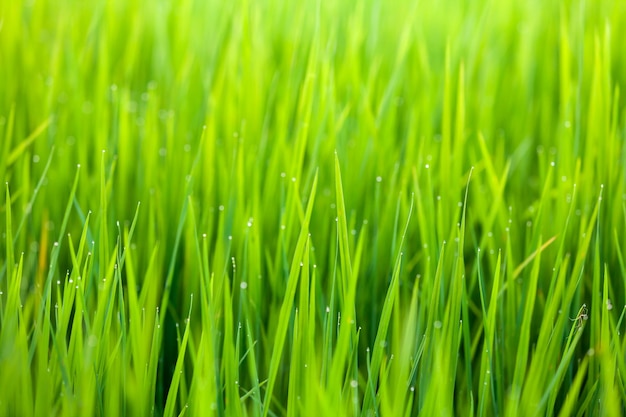 fundo de natureza de campo de arroz verde