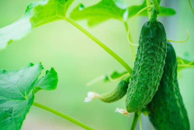 Fundo de natureza de cultivo de pepinos na jardinagem de alimentos saudáveis do jardim