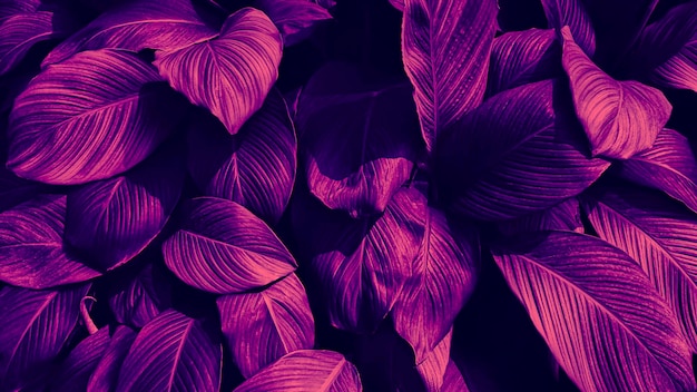 Fundo de natureza de folhagem tropical roxo