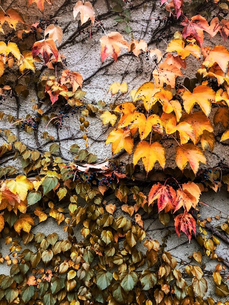 Fundo de natureza de folhas e árvores de outono