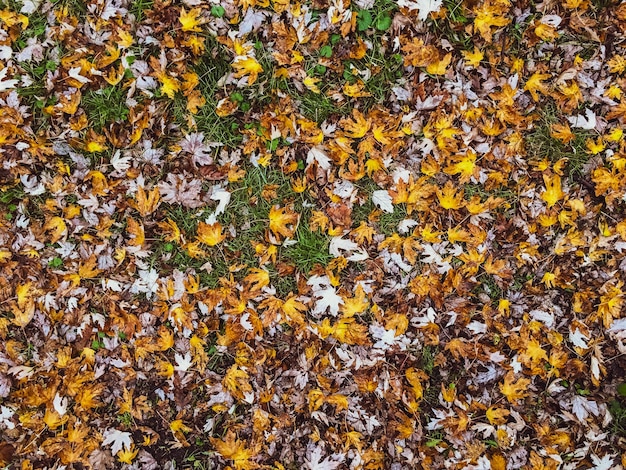 Fundo de natureza de folhas e árvores de outono