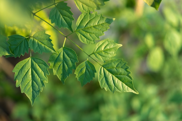 Foto fundo de natureza de folhas verdes que está crescendo ao lado da estrada.