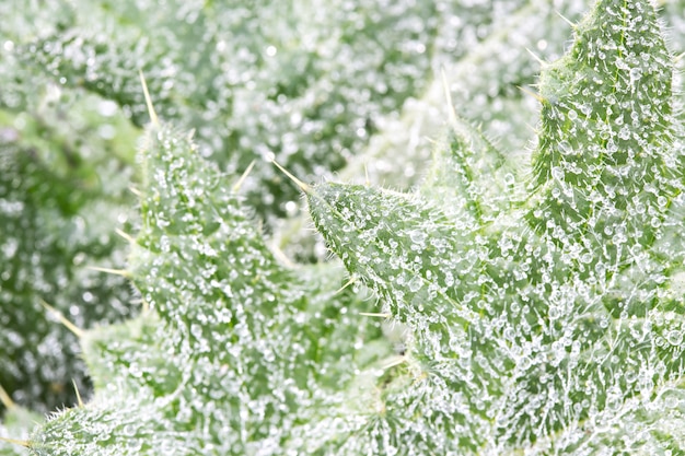 Fundo de natureza de gotas de orvalho na pastagem verde brilhante