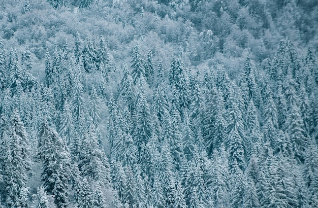 Fundo de natureza de inverno Natureza de inverno para design Fundo de paisagem de Natal de inverno com papel de parede de ano novo de neve