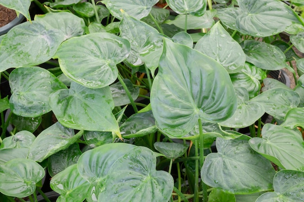 Fundo de natureza de plantas de jardim de folhas verdes, foto de stock