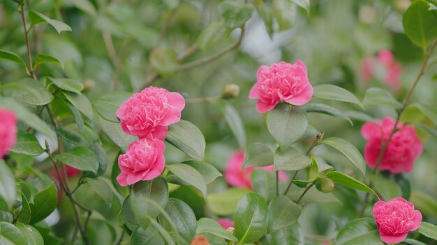 Fundo de natureza de primavera pétalas cor-de-rosa de camélia japonica flor florecendo em rack de jardim de primavera
