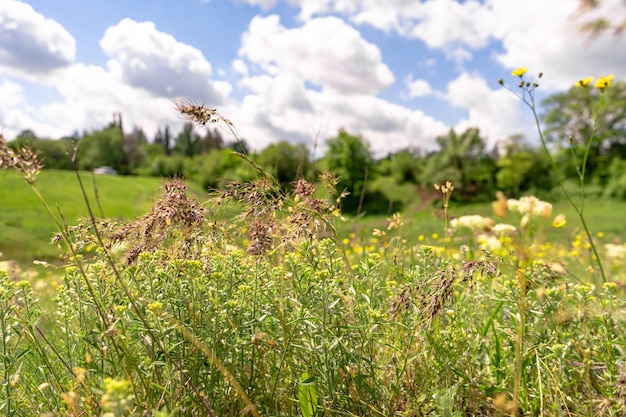 Fundo de natureza de verão, flores em um campo, céu azul com nuvens brancas,