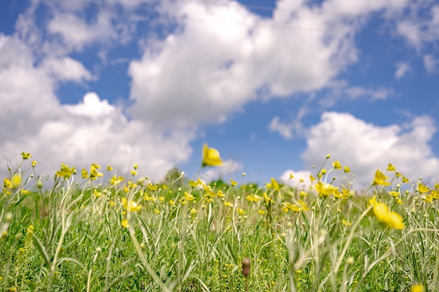 Fundo de natureza de verão, flores em um campo, céu azul com nuvens brancas,