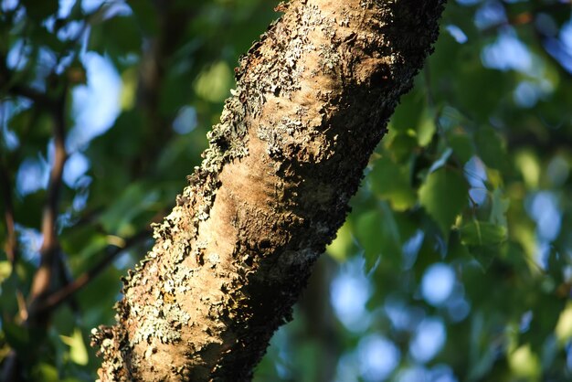 Fundo de natureza de verão.