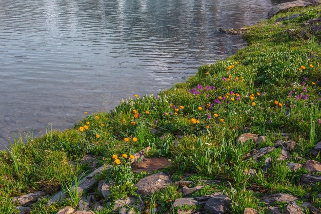 Fundo de natureza ensolarada colorida com flores de trollius laranja e flores de viola violeta entre gramíneas verdes e pedras perto da borda do lago em sol brilhante Muitas flores vivas no prado de flores variadas iluminadas pelo sol