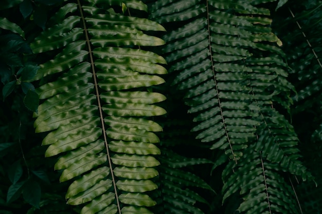 Foto fundo de natureza escura de folha de samambaia verde