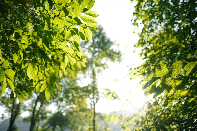 Fundo de natureza grama de folha e fundo de árvores verdes