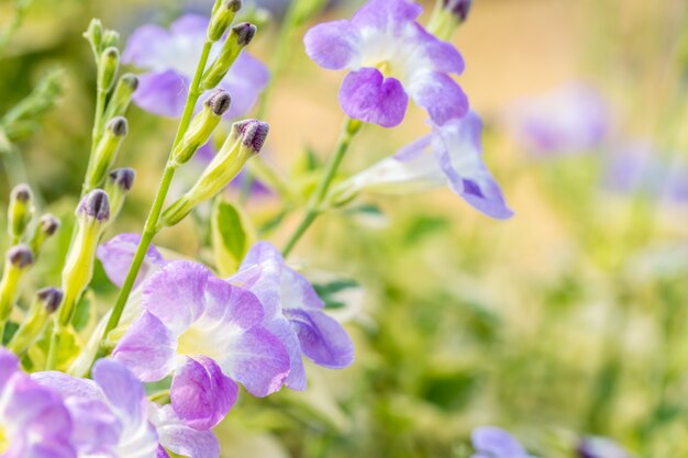 Fundo de natureza, plantas de ervas, foxglove rastejando