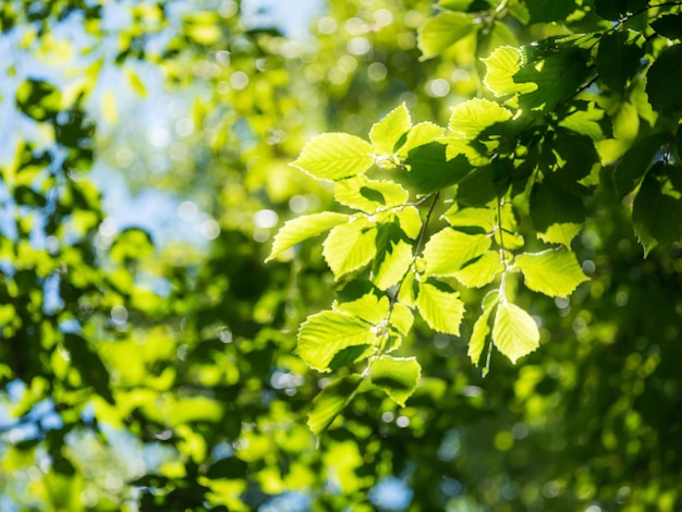 Fundo de natureza primavera com folhagem de árvores verdes