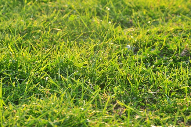 Fundo de natureza primavera com grama