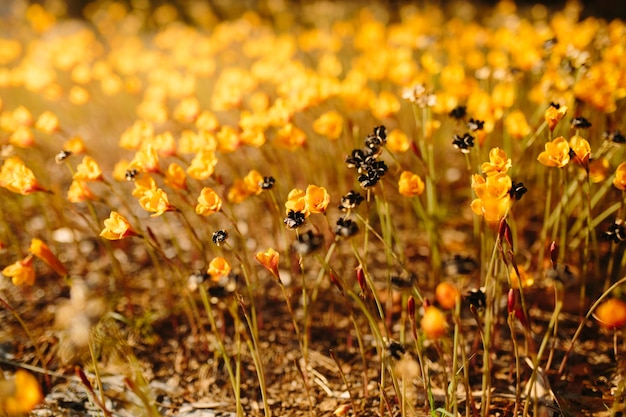 Fundo de natureza primaveril com florzinhas amarelas