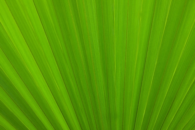 fundo de natureza, textura de folha de palmeira verde