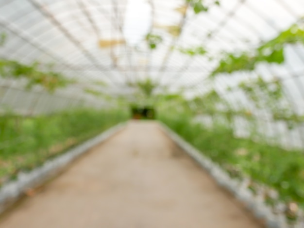 Foto fundo de natureza verde abstrato ensolarado, parque de borrão com luz de bokeh