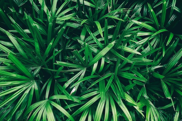 Fundo de natureza verde folha tropical