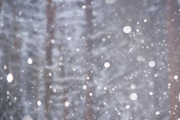 Foto fundo de neve turva paisagem de inverno árvores e plantas cobertas de neve