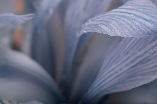 fundo de orquídea de pétalas macro/fundo floral de verão, textura de pétalas de flores, detalhes macro