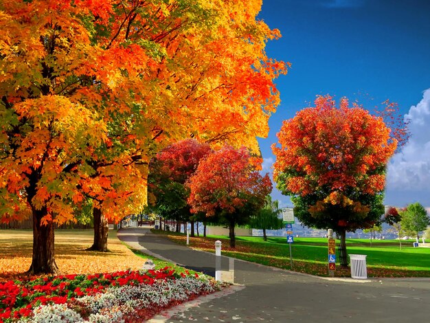 Foto fundo de outono beleza beleza castanha cor clara colorida montanhas jardim fresco