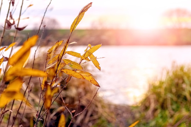 Fundo de outono com folhas amarelas perto do rio em tempo ensolarado durante o pôr do sol