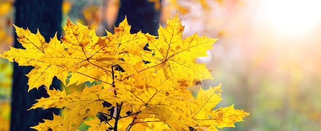 Fundo de outono com folhas de bordo amarelas na floresta em tempo ensolarado, panorama