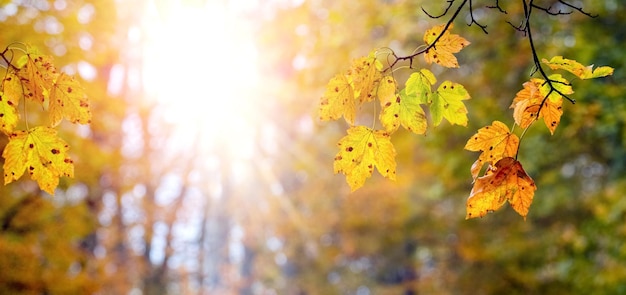 Fundo de outono com folhas de bordo coloridas na floresta em tempo ensolarado