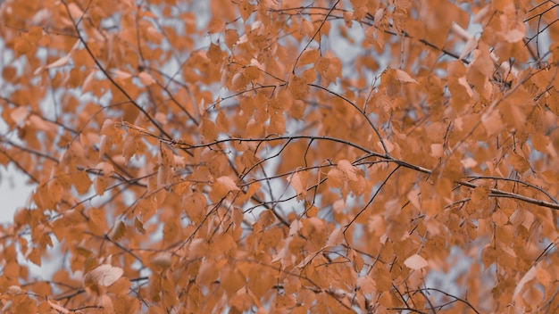 fundo de outono com folhas de outono amarelas contra o conceito de céu azul outono setembro ou outubro