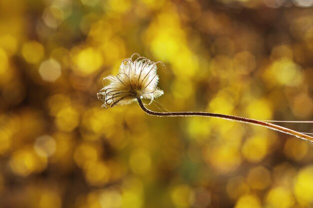 Fundo de outono com planta ensolarada contra bokeh natural