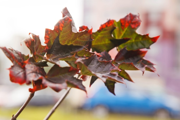 Fundo de outono de folhas de plátano, galhos e folhagens. Fragmento da folha de bordo de cor com fundo desfocado. FAASSEN BLACK maple tree name. Conceito de natureza outono. Espaço de direitos autorais para site ou logotipo