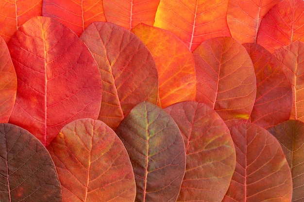 Fundo de outono de folhas vermelhas brilhantes